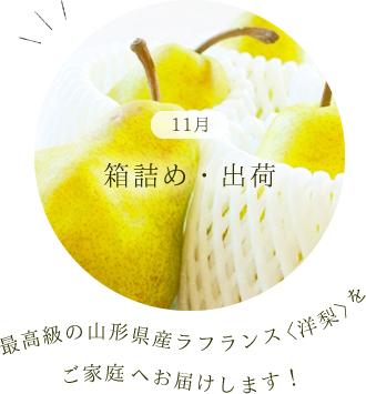 11月 箱詰め・出荷